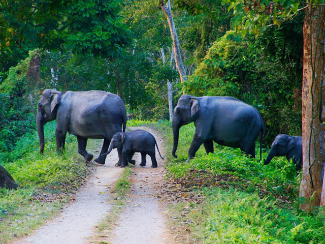 Wayanad Jungle Safari