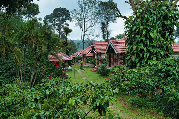 Guided Estate Walk at Coffee County Coorg Guided estate walk through lush coffee plantations at Coffee County Coorg