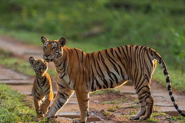 Nagarahole National Park Coorg Nagarahole National Park, renowned wildlife sanctuary and tiger reserve