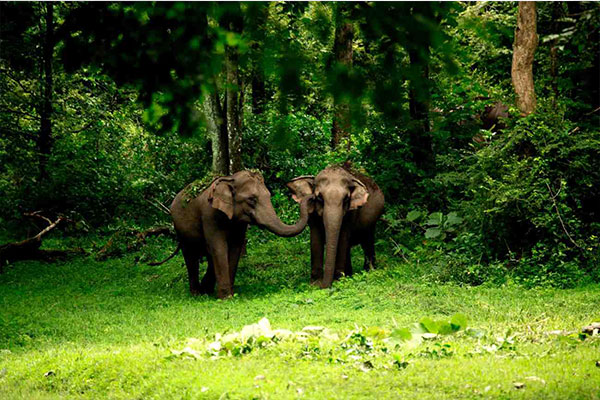 Wayanad Jungle Safari Wayanad Jungle Safari, wildlife and adventure experience